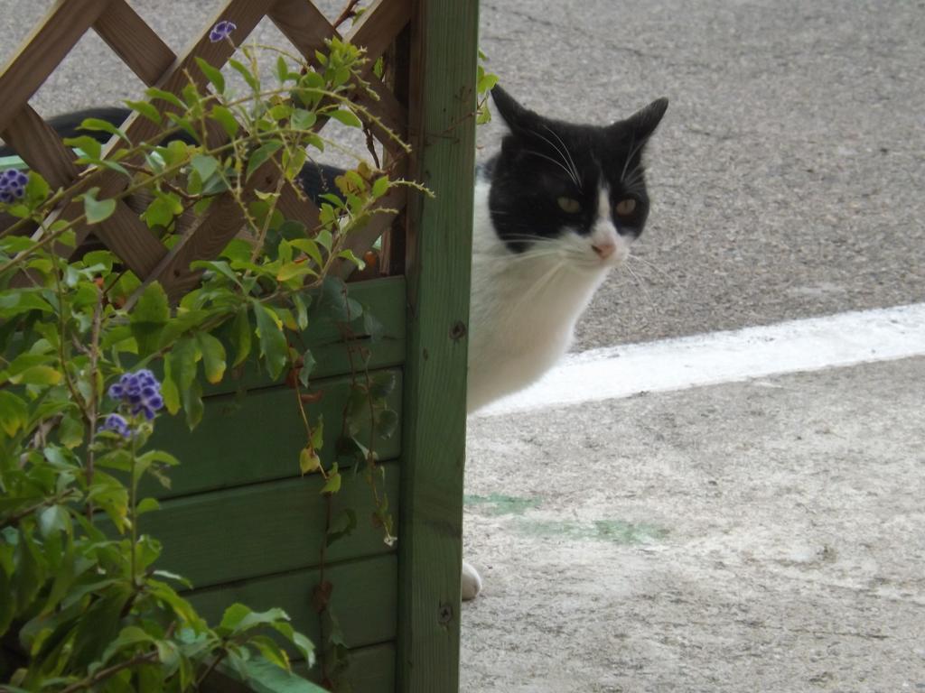 B&B Il Gatto Pescatore Stintino Εξωτερικό φωτογραφία