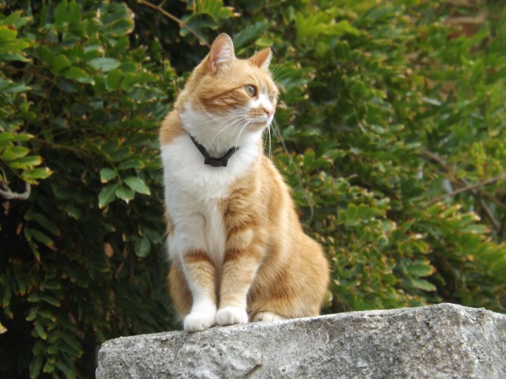 B&B Il Gatto Pescatore Stintino Εξωτερικό φωτογραφία